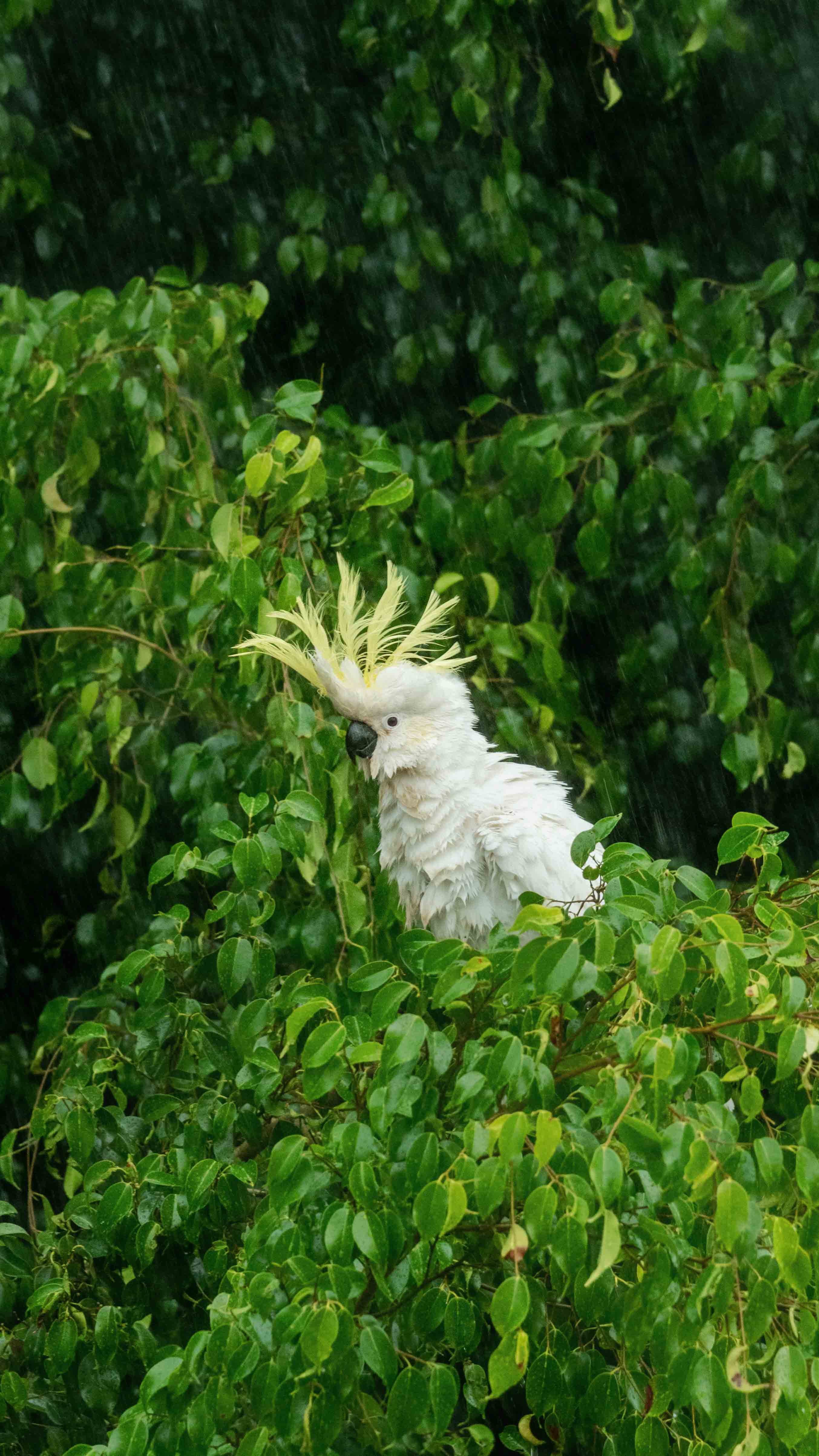 Cockatoo, unhappy in rain on branch